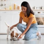Woman feeds Jack Russell Terrier. Use proper nutrition tips.