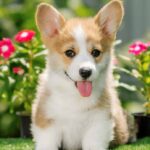 Corgi puppy sits outside with flowers. Protect your puppy from pests.