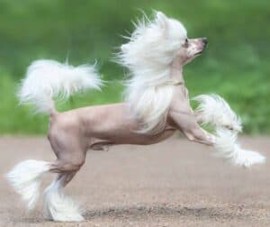 Chinese Crested dogs are known for their hairless bodies and tufted ears.