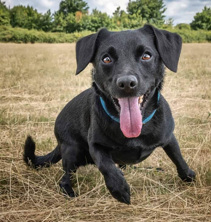 Happy Patterdale Terrier. Some small dog breeds have personalities similar to large dogs.