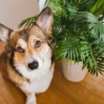 Corgi poses with a parlor palm of Chamaedorea elegans, a non-toxic indoor plant for dogs.