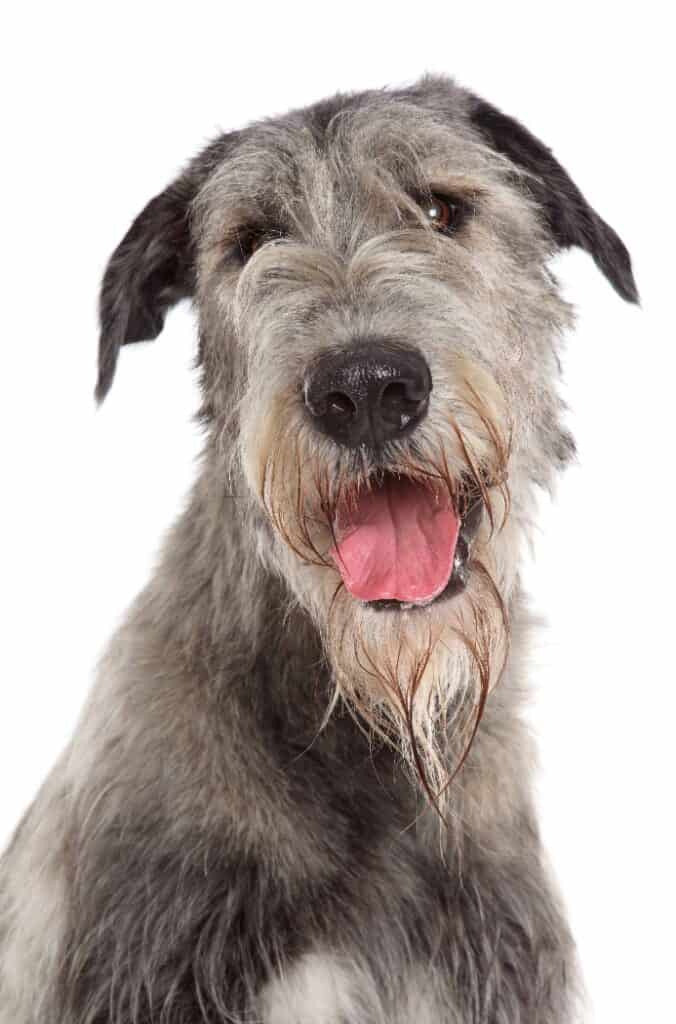 Irish Wolfhound on a white background.