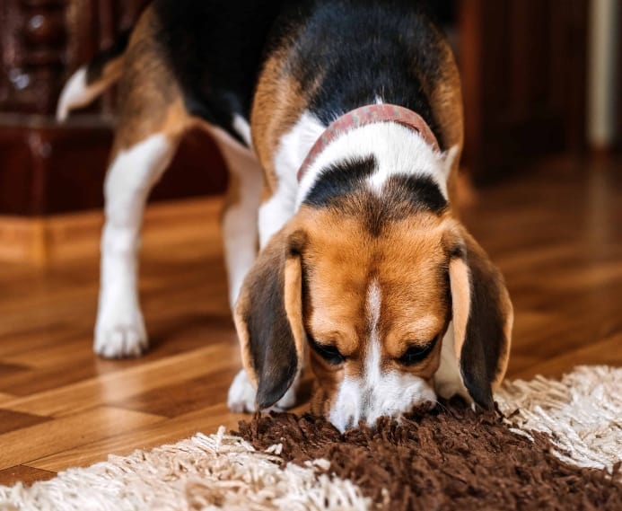 Beagle sniffs carpet. Professional pest control services use trained bed bug detection dogs.