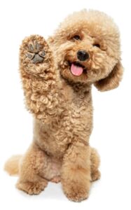 Poodle lifts up paw to offer a high-five.