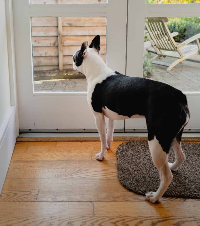 Boston Terrier waits at door to go outdoors.