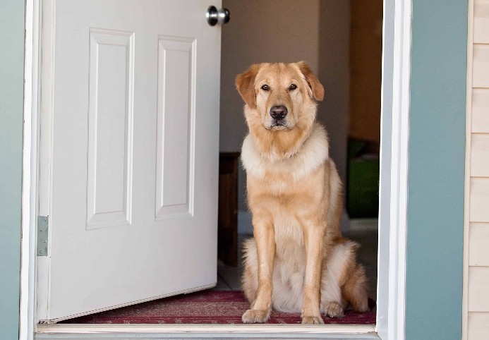 Golden Retriever waits at open door to go outdoors.