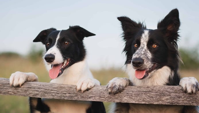 Border collies are herders, an example of working dogs.