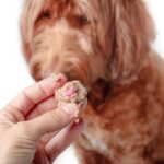 Owner mixes pill with food to administer medication to dog.