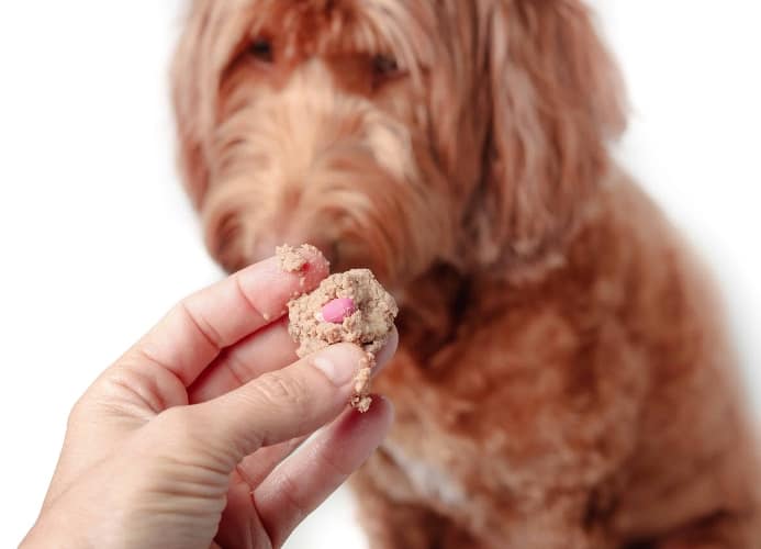 Owner mixes pill with food to administer medication to dog.