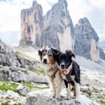 Australian Shepherd and Border Collie on hike for article about affordable outdoor adventures.