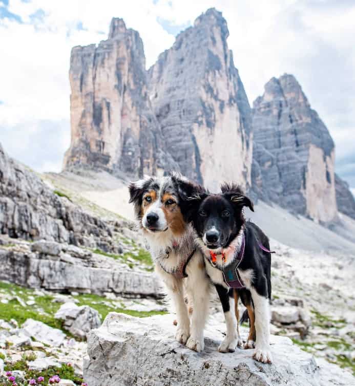 Australian Shepherd and Border Collie on hike for article about affordable outdoor adventures.