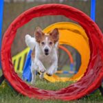 Border Collie runs through tunnel at agility competition.
