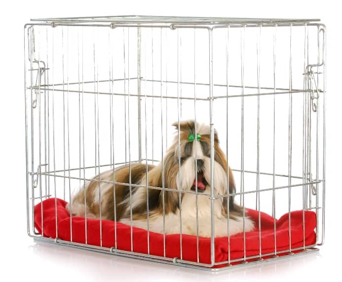 Shih Tzu sits in crate. Crate training benefits go beyond keeping dogs contained.