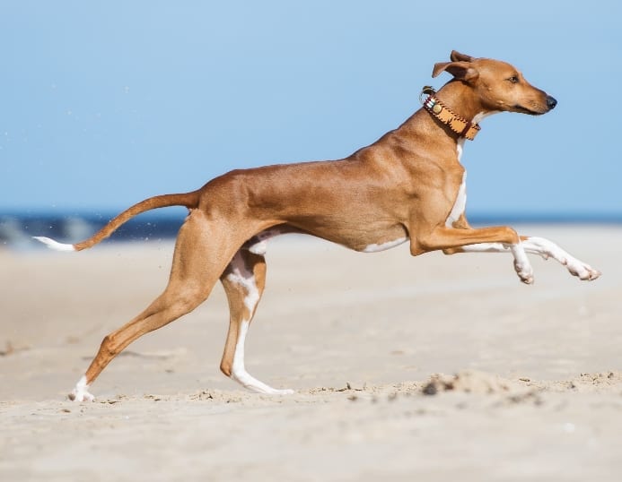 Greyhounds are among the top dog breeds with the highest prey drives.