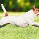 Jack Russell Terrier plays safely outdoors in fenced yard.