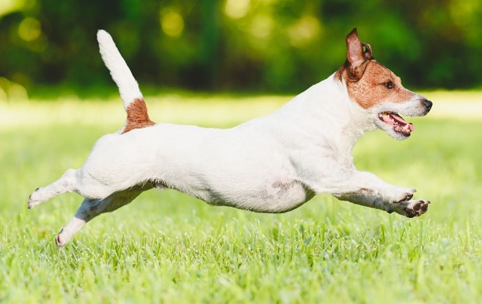 Jack Russell Terrier plays safely outdoors in fenced yard.