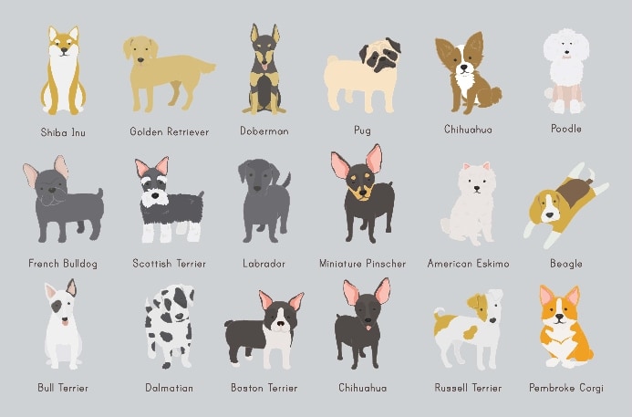 popular dog breeds illustration