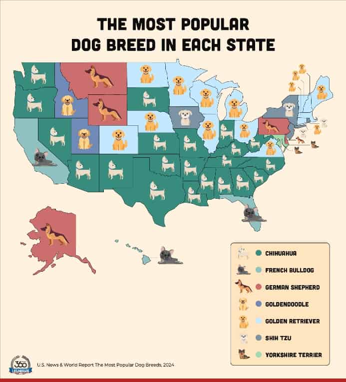 U.S. News & World Report study shows the most popular dog breeds in each state.