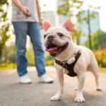 Owner takes French Bulldog for walk. Tailor French Bulldog exercises for optimal health benefits.