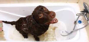 Bathing your Labrador photo illustration.