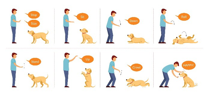 Canine training basic commands graphic