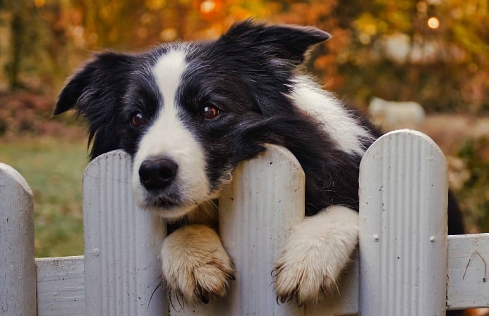 Border collie peeks over dog fence.