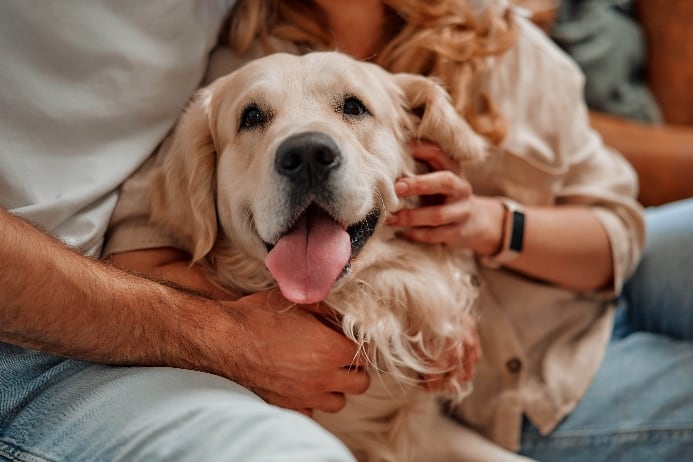 Happy Golden Retriever sits with owners. Create a pet-safe living space.