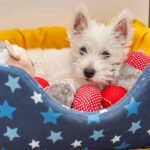 Westie snuggles in dog bed. Illustration for choose a dog-friendly home article.
