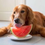 Golden retriever eats watermelon. Dogs can enjoy some fruits and vegetables like watermelon.