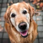 Happy old golden retriever illustration for aging pet care.