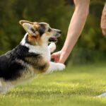 Happy corgi plays with owner. Photo to illustrate pet health guide.
