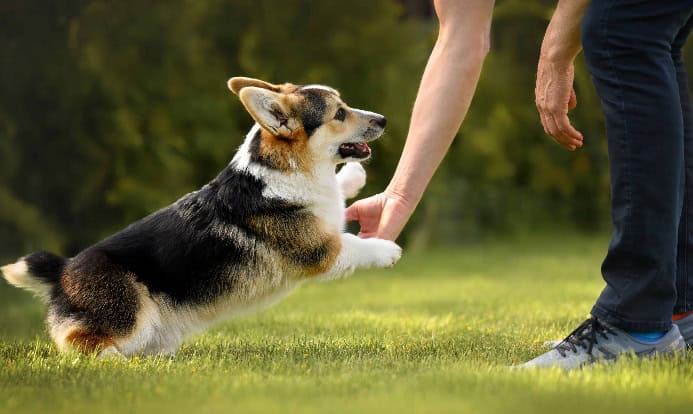 Happy corgi plays with owner. Photo to illustrate pet health guide.
