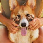 Woman plays with corgi. Photo illustration for play and exercise post.