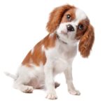 Cavalier King Charles Spaniel puppy. Illustration for potty train your cavalier post.