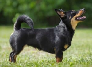 The Lancashire Heeler is a small dog from England, bred for herding and rat catching.