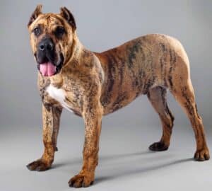 The Perro de Presa Canario is intelligent and loyal, but can also be strong-willed. 
