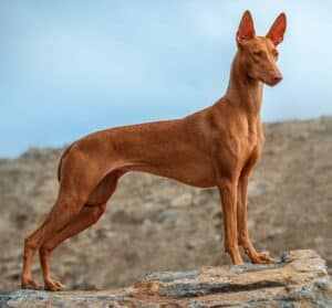 The Pharaoh Hound needs regular exercise to keep it physically and mentally stimulated. 