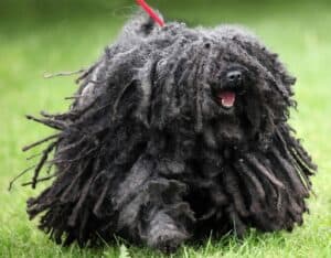 The Puli needs daily exercise and mental stimulation to be happy and healthy.