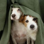 Two dogs hide under curtain. Photo illustration for barometric pressure changes article.