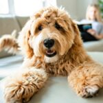 Happy goldendoodle photo illustration for article enhance your dog's quality of life.