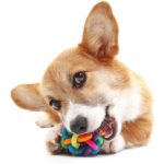 Happy Corgi chews dog toy. Illustration for household threats post.