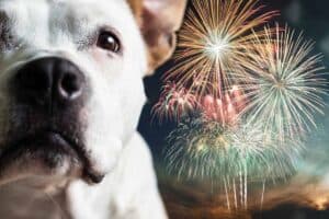Photo illustration of fireworks fear.
