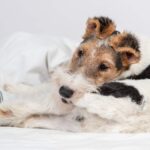 Wire Fox Terrier obsessively bites tail.