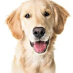 Golden Retriever on white background. Illustration for perfect dog breeds for first-time owners post.