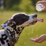 Owner gives Dalmatian water. Summer safety tips: Hydrate, hydrate, hydrate.