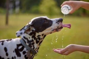 Owner gives Dalmatian water. Summer safety tips: Hydrate, hydrate, hydrate.