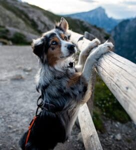 Australian Shepherd on hiking trail. Illustration for dog hiking mistakes posts.
