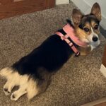 Nutmeg the Pembroke Welsh Corgi exhibits perfect dog splooting.