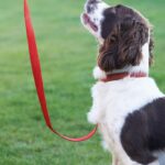 Springer Spaniel on nylon leash. Make puppy walks fun by training your puppy to walk on a leash. desensitizing your puppy.