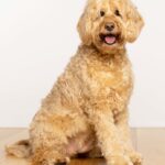 Happy Goldendoodle. Discover 11 reasons to love Goldendoodles.